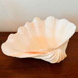 Natural Clam Shell--Giant Tridacna Ginas