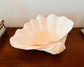 大型シャコガイ希少品種 節約 希少特大シャコガイ