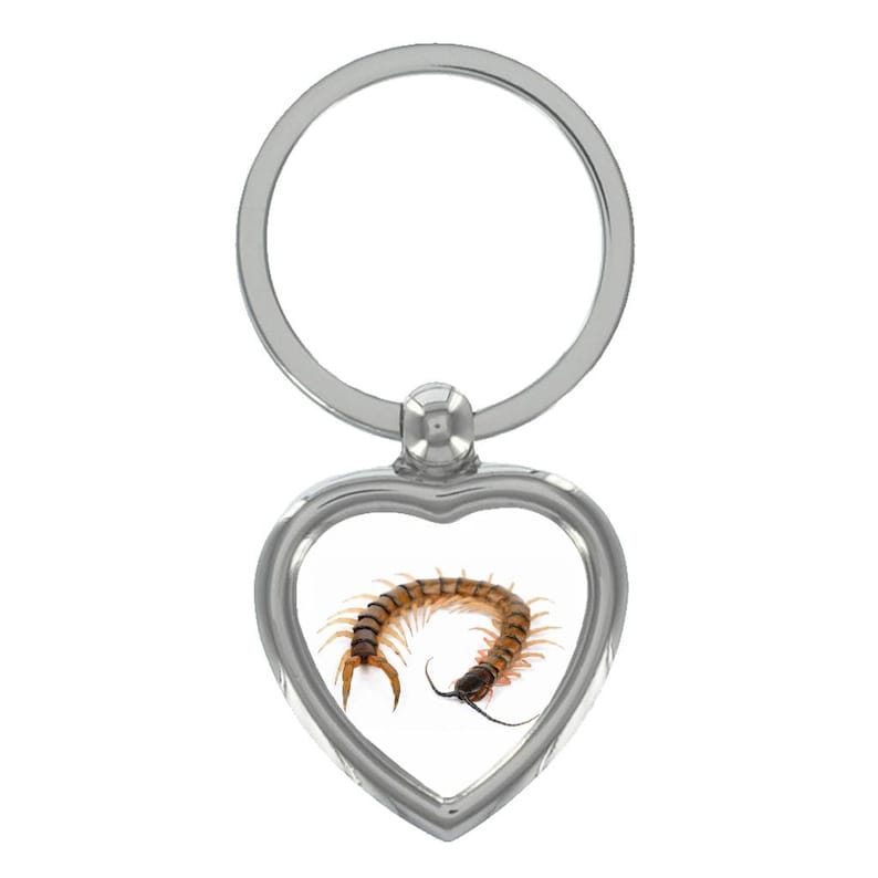Kingfisher Image Design Black Leather Keyring in Gift Box