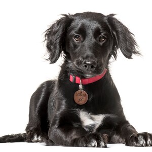 Médaille chien personnalisée bois de noisetier ou acajou, avec gravure nom et motif, médaille pour chiot unique image 4