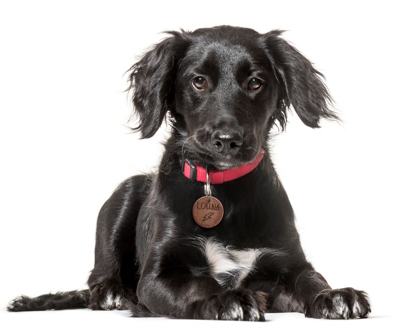 Médaille chien personnalisée bois de noisetier ou acajou, avec gravure nom et motif, médaille pour chiot unique image 4