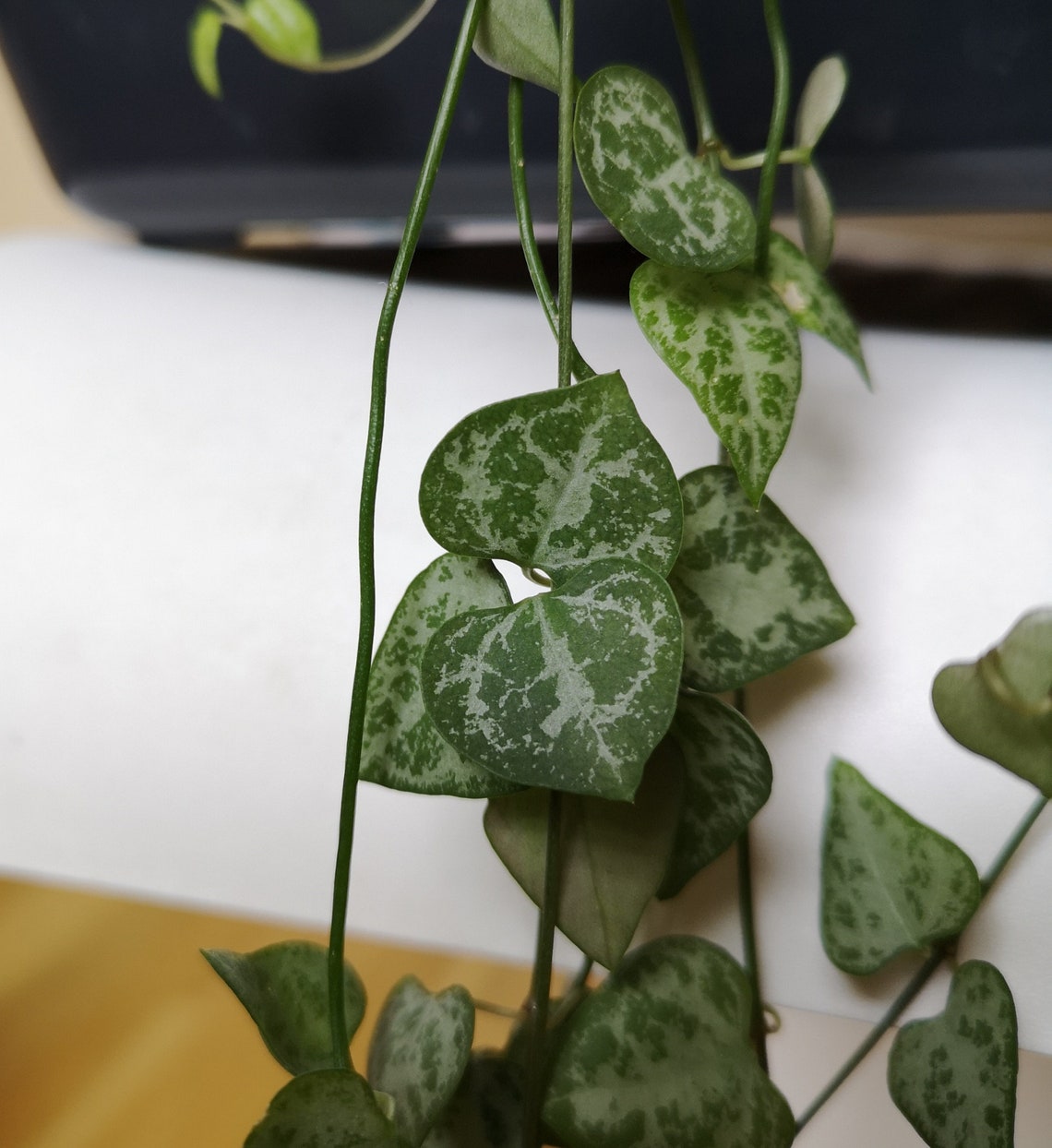string of spades string of spades