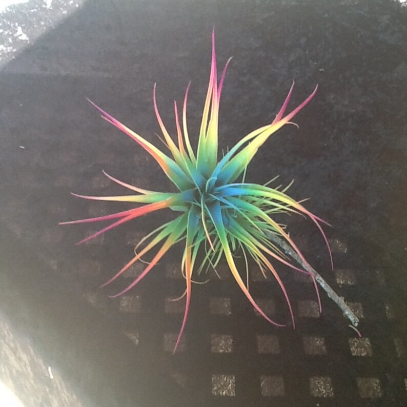 Colorful Tillandsia Air Plant Bursting With Color 45 Wide Colorful Tillandsia Air Plant Bursting With Color 45 Wide