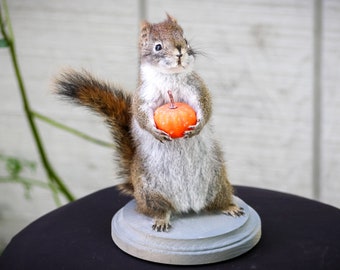 Écureuil Taxidermie Citrouille Bizarrerie