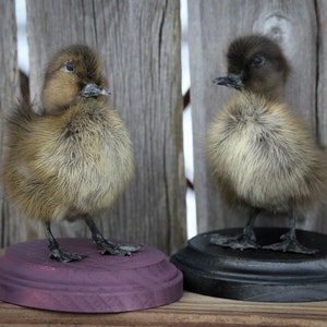 Taxidermy Black Duckling Mount Oddity image 1