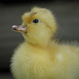 Taxidermy Duckling Yellow Mount Oddity image 4