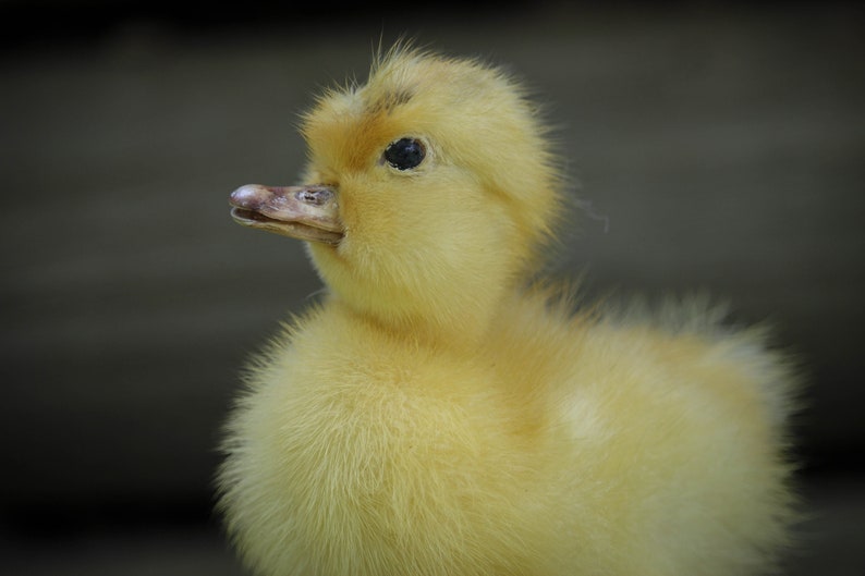 Taxidermy Duckling Yellow Mount Oddity image 4