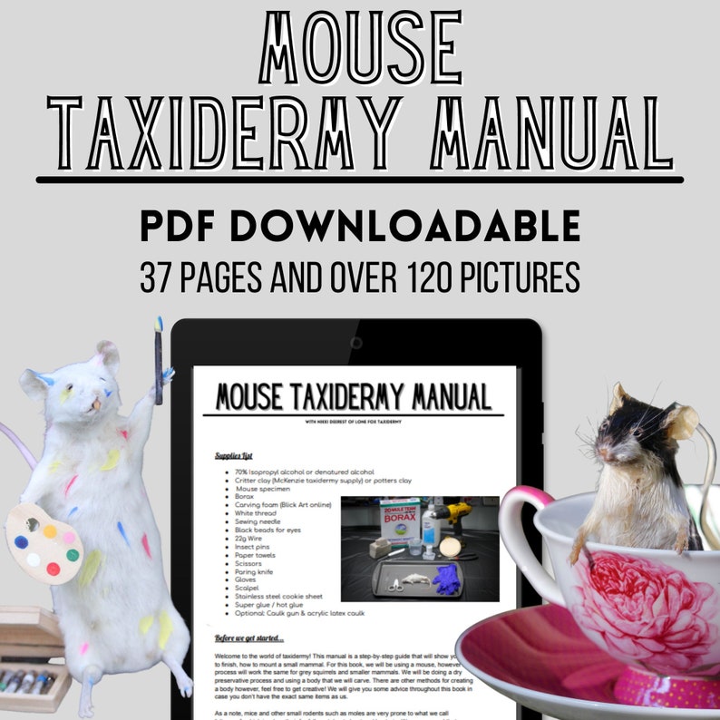 Mouse Taxidermy Download Book Manual Pdf image 1