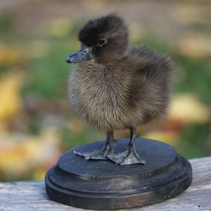 Taxidermy Black Duckling Mount Oddity image 2