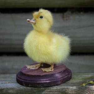 Taxidermy Duckling Yellow Mount Oddity image 3