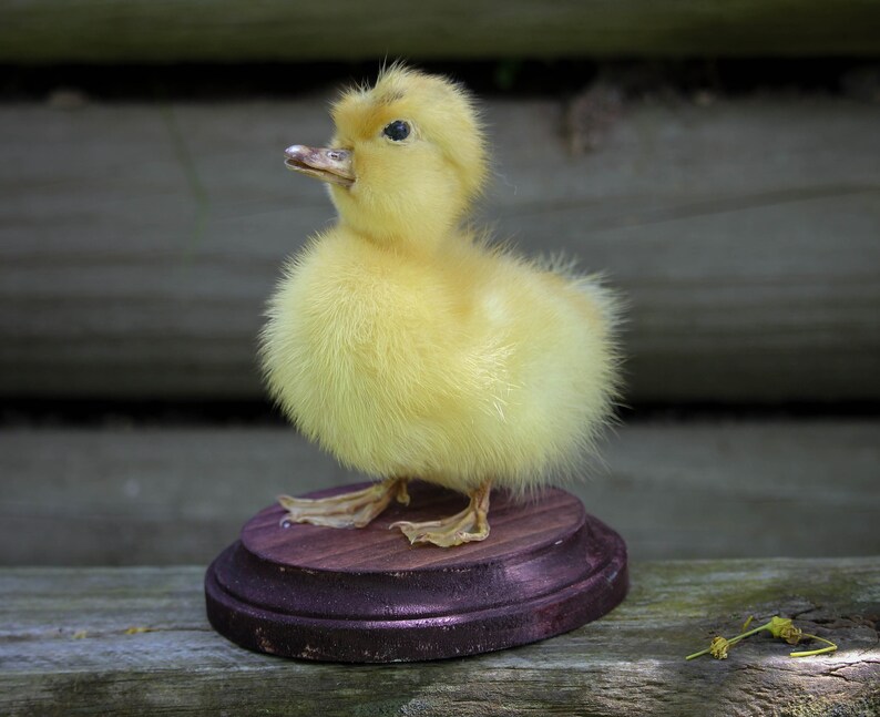 Taxidermy Duckling Yellow Mount Oddity image 3