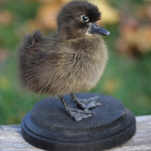 Taxidermy Black Duckling Mount Oddity image 4