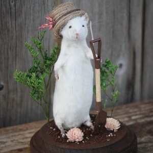 Mouse Taxidermy Download Book Manual Pdf image 5