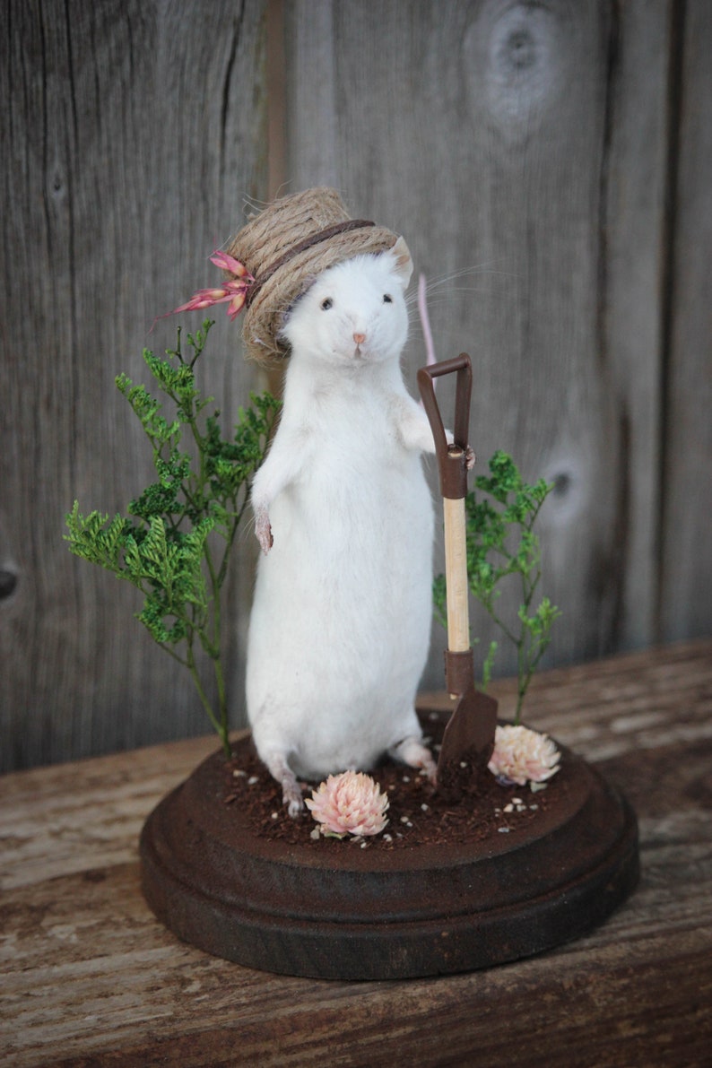 Mouse Taxidermy Download Book Manual Pdf image 5