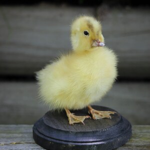 Taxidermy Duckling Yellow Mount Oddity image 6