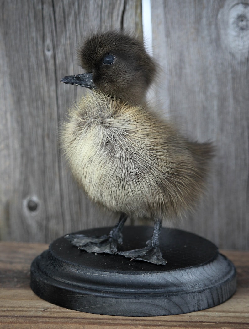 Taxidermy Black Duckling Mount Oddity image 9