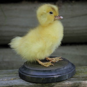 Taxidermy Duckling Yellow Mount Oddity image 5