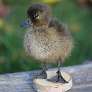 Taxidermy Black Duckling Mount Oddity image 6