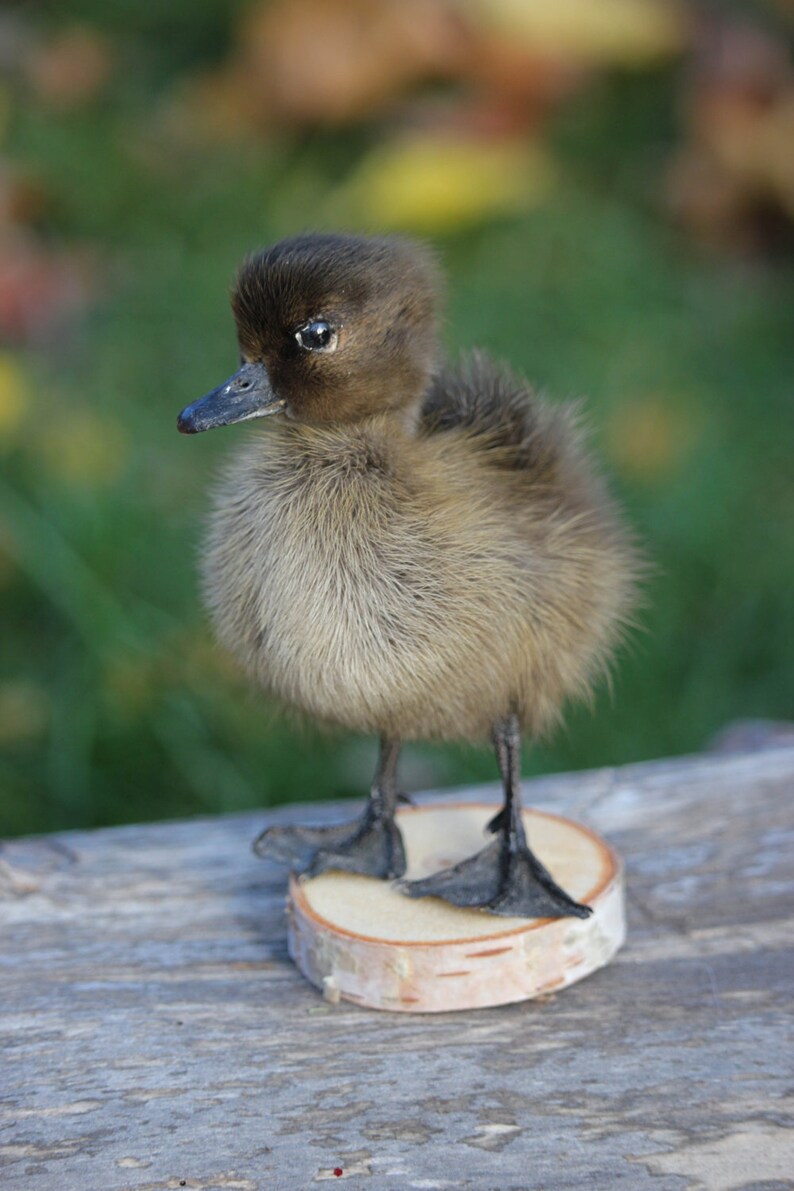 Taxidermy Black Duckling Mount Oddity image 6