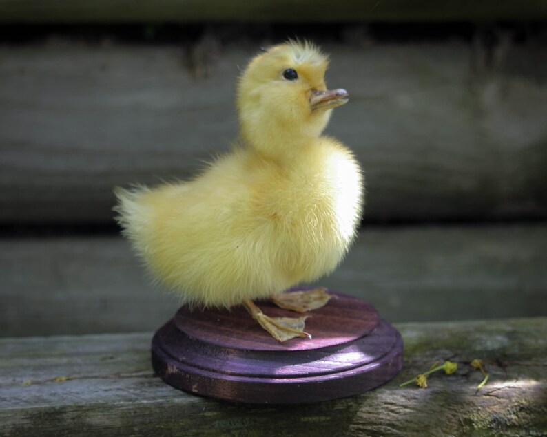 Taxidermy Duckling Yellow Mount Oddity image 2