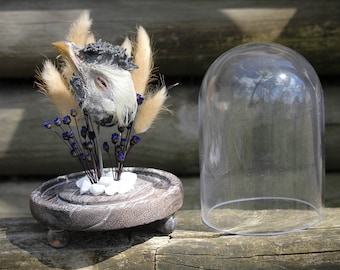 Mummified Rooster Head Taxidermy Bell Jar