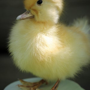 Taxidermy Duckling Yellow Mount Oddity image 9