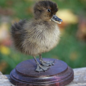 Taxidermy Black Duckling Mount Oddity image 7