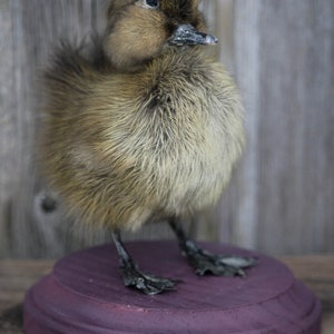 Taxidermy Black Duckling Mount Oddity image 5