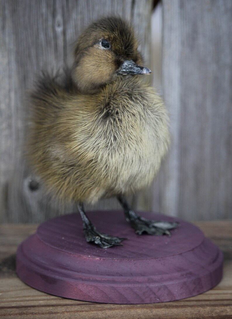 Taxidermy Black Duckling Mount Oddity image 5