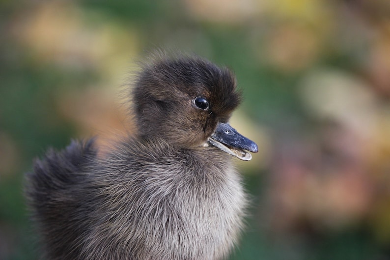 Taxidermy Black Duckling Mount Oddity image 8