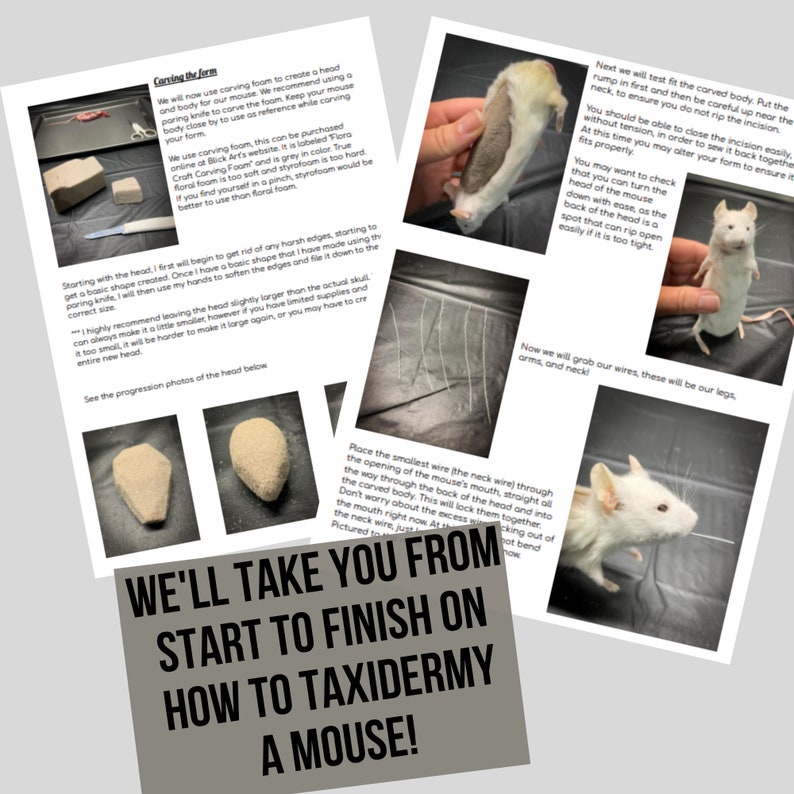 Mouse Taxidermy Download Book Manual Pdf image 2