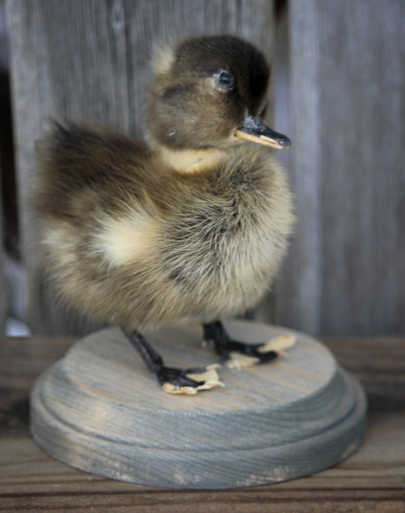 Taxidermy Black Duckling Mount Oddity image 3