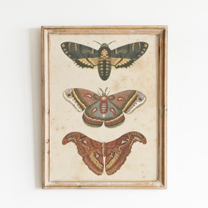 3 Vintage Moths | Antique Wall Art | Entomology Poster | Unique Print | Digital Download | Printable Wall Art