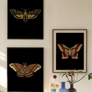Pu&ograve; includere: Tre stampe incorniciate di illustrazioni vintage di falene su sfondo nero. Le falene sono raffigurate in dettaglio con motivi e colori intricati. Le cornici sono nere e le stampe sono esposte su una parete bianca.