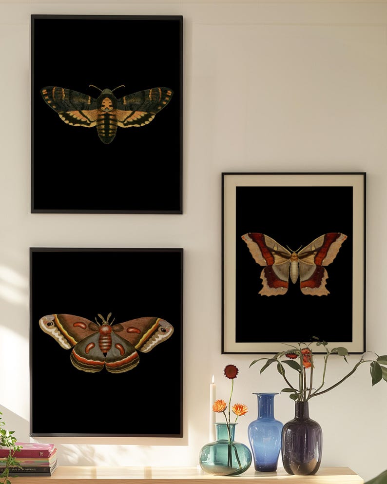 Pu&ograve; includere: Tre stampe incorniciate di illustrazioni vintage di falene su sfondo nero. Le falene sono raffigurate in dettaglio con motivi e colori intricati. Le cornici sono nere e le stampe sono esposte su una parete bianca.