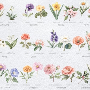May include: A chart of flowers representing each month of the year. The flowers are illustrated in watercolor style with a white background. January: Carnation, February: Violet, March: Daffodil, April: Daisy, May: Hawthorn, June: Rose, July: Water Lily, August: Gladiolus, September: Aster, October: Marigold, November: Chrysanthemum, December: Holly.
