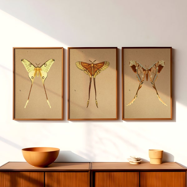 Set of 3 Vintage Luna Moth Prints | Antique Insect Art | Entomology Posters | Gallery Wall Art | Digital Download