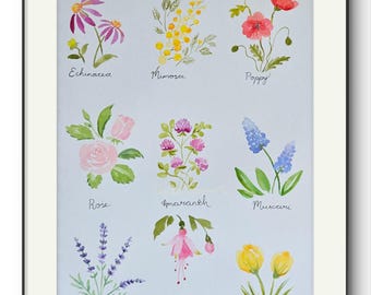 May include: Watercolor painting of various flowers, including echinacea, mimosa, poppy, rose, amaranth, muscari, lavender, fuchsia, and crocus. Each flower is labeled with its name in cursive script. The artwork is framed in a black frame with a white mat.