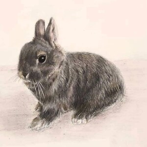Rabbit Coloured pencil drawing * pet portraits and personalisation available *