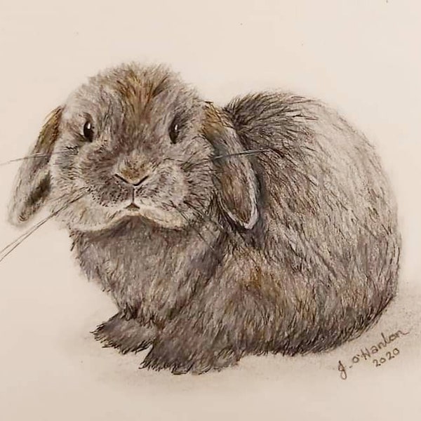 Dibujo a lápiz de color de conejo de orejas caídas * retratos de mascotas y personalización disponibles *