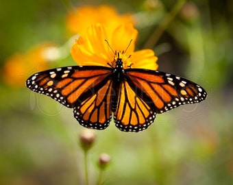 PHOTO PRINT - Beautiful Orange Butterfly with Spread Wings on Flower, 8x10 or 16x20