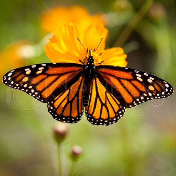 PHOTO PRINT - Beautiful Orange Butterfly with Spread Wings on Flower, 8x10 or 16x20