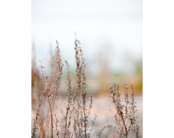 PHOTO PRINT - Dried Plants on Michigan Beach - Fine Art, 8x10 or 16x20