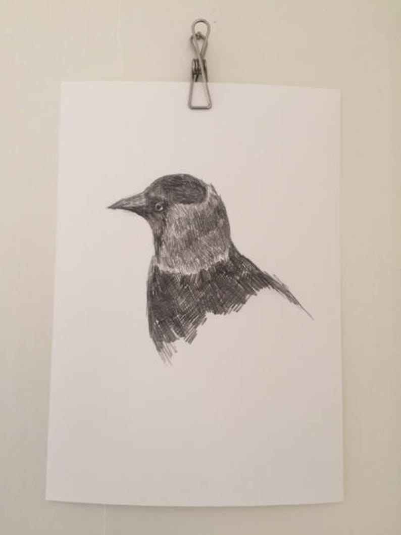 Art print of pencil drawing of a jackdaw kaja wall art bird print garden birds illustration grays grayscale