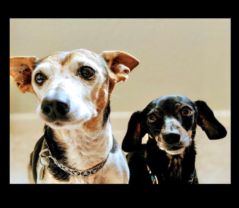 2 dogs Digital dog drawing