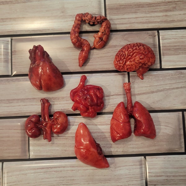 Organ Magnet 7pc Bundle, Heart, Lung, Brain, Large intestine, Small Intestine, Kidneys, Liver,  Polymer Clay, Kitchen, Halloween Party