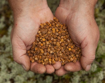 Bienenbrot – natürliches Bienenprodukt, frisch, Bio-Superfood, Perga, Ambrosia, gesunder Rohsnack