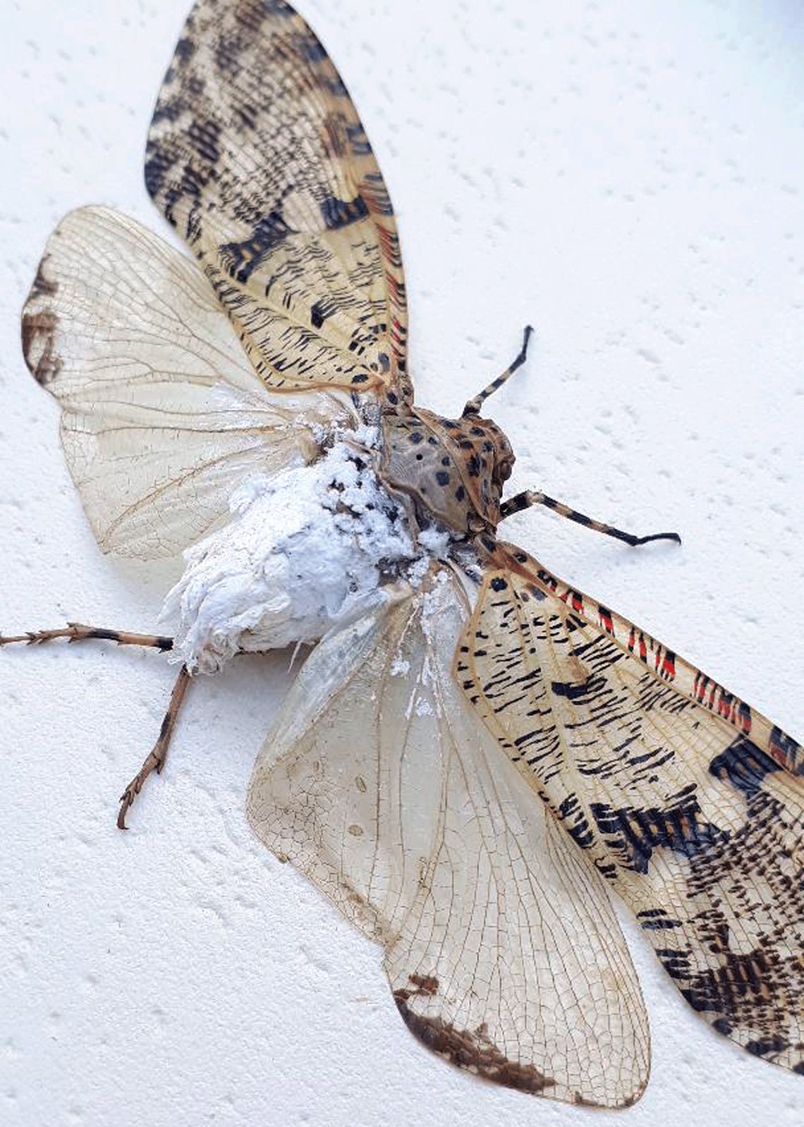 Real cicada Phenax variegata In Quality Shadowbox | Etsy