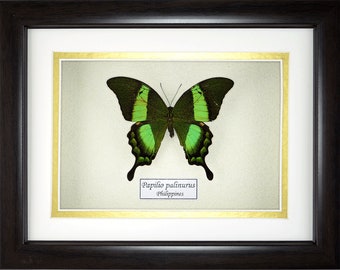 Vrai papillon Papilio palinurus dans une shadowbox de qualité