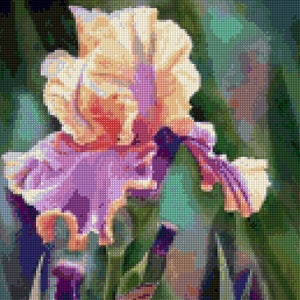 May include: A close-up of a purple and yellow iris flower with green leaves. The flower is in bloom and has a delicate, intricate pattern.